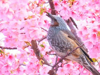 Brown-eared Bulbul Unknown Spots Unknown Date