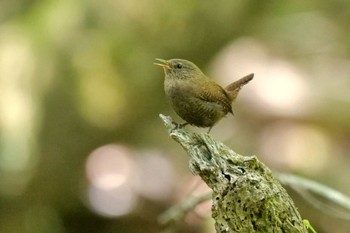 Eurasian Wren 段戸裏谷 Fri, 5/17/2024