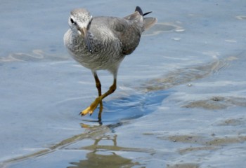 Sat, 5/11/2024 Birding report at Fujimae Tidal Flat