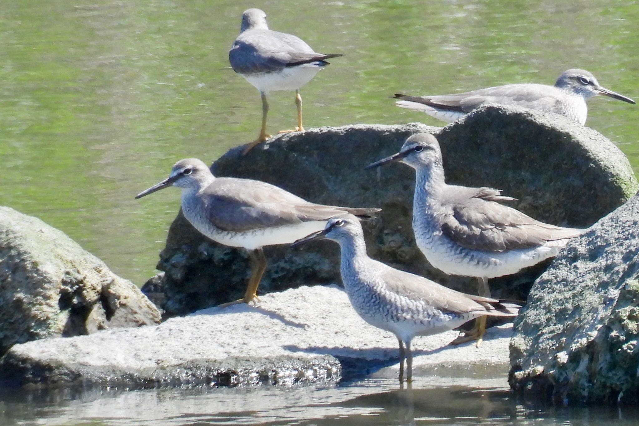 Grey-tailed Tattler