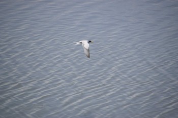 Little Tern 土留木川河口(東海市) Tue, 5/21/2024