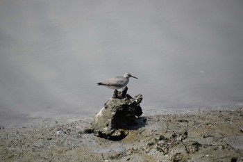 Grey-tailed Tattler 土留木川河口(東海市) Tue, 5/21/2024