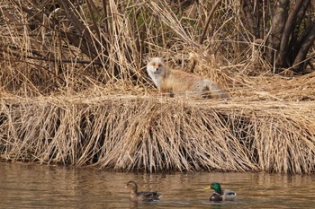 Mallard 石狩 茨戸川 Wed, 4/24/2024