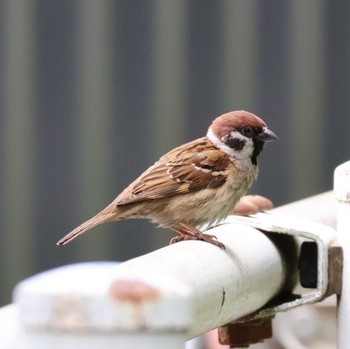 2024年5月21日(火) 都内の野鳥観察記録