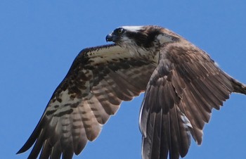 2024年5月21日(火) 大和川の野鳥観察記録