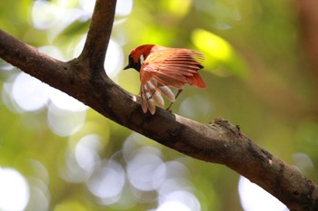 2024年5月3日(金) 徳之島の野鳥観察記録