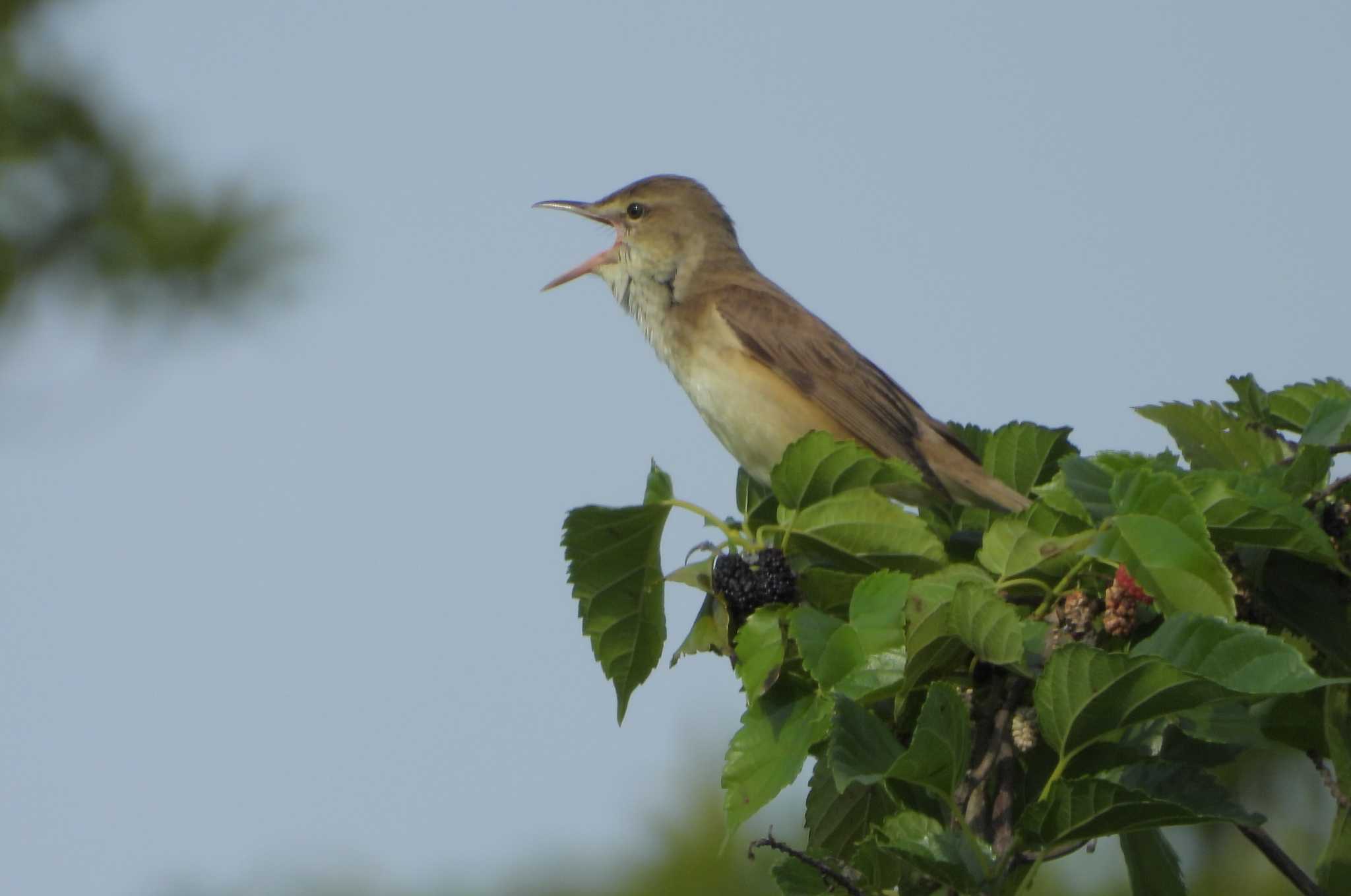 Oriental Reed Warbler