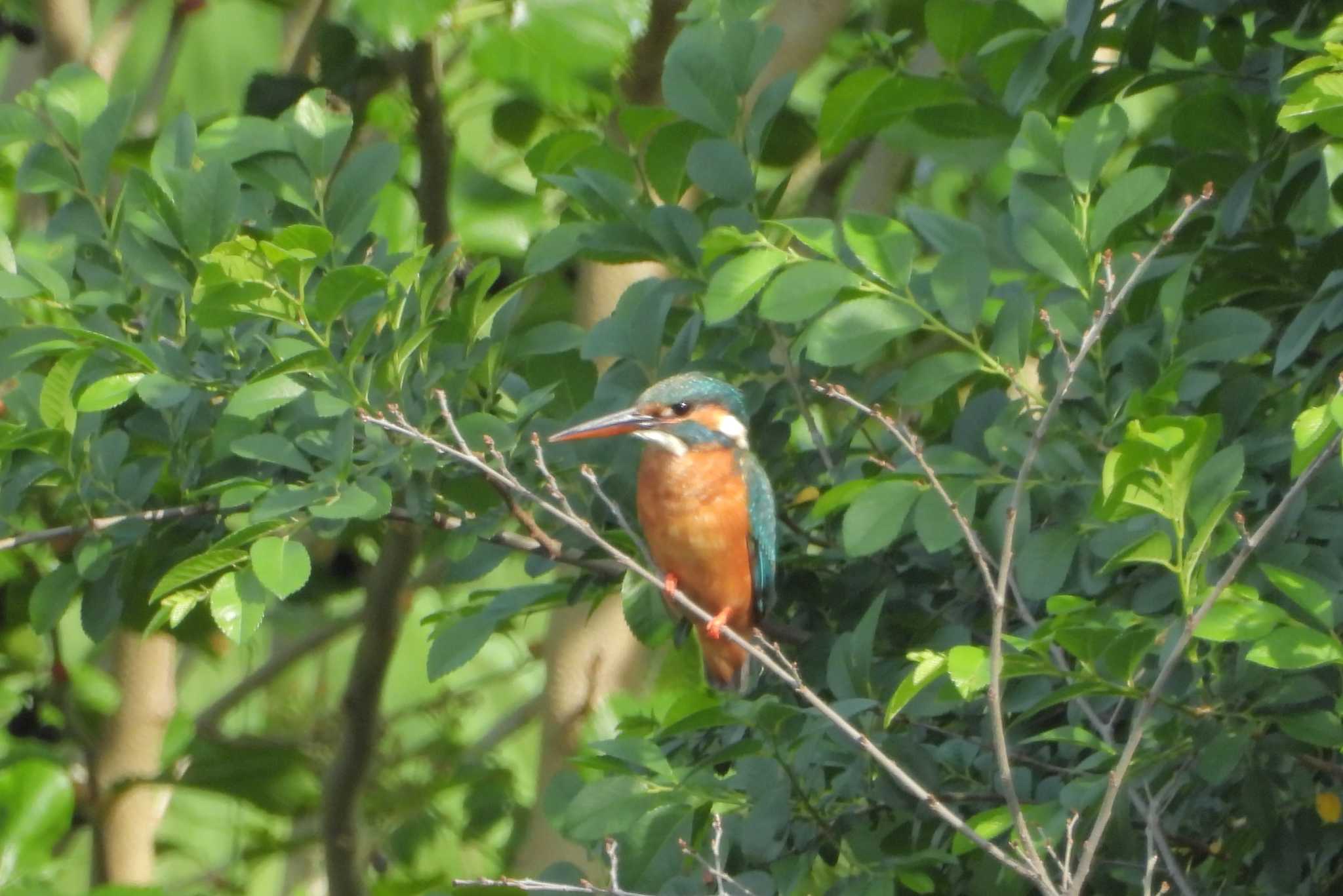 Common Kingfisher