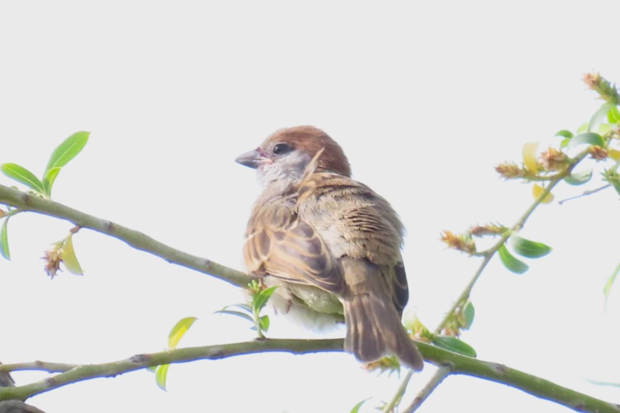 Eurasian Tree Sparrow