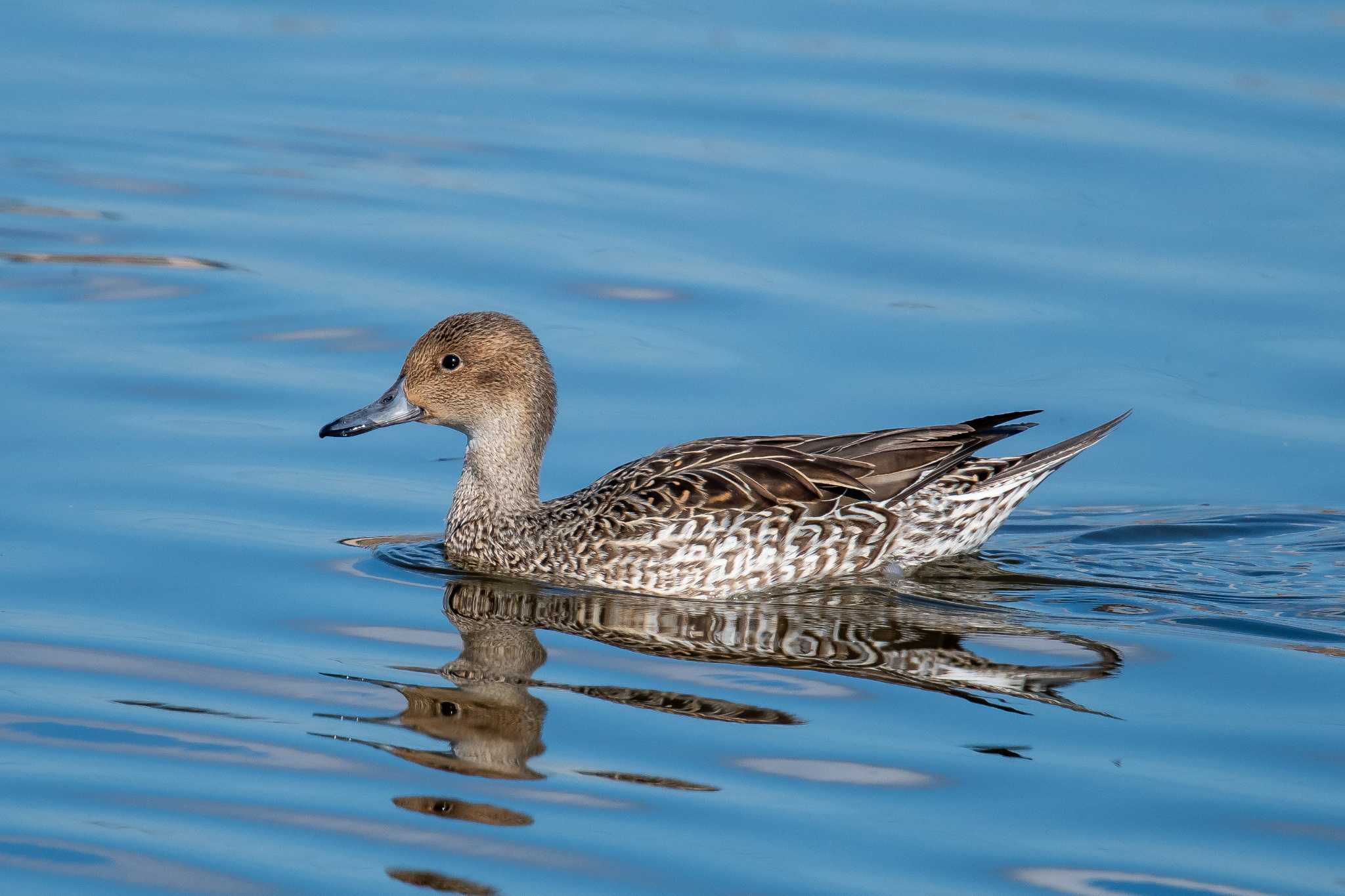 Photo of Northern Pintail at 皿池(明石市大久保町) by ときのたまお
