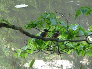 Common Kingfisher じゅん菜池緑地(蓴菜池緑地) Tue, 5/21/2024