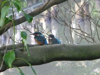 Common Kingfisher じゅん菜池緑地(蓴菜池緑地) Tue, 5/21/2024