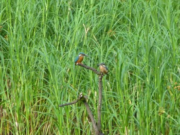 Common Kingfisher じゅん菜池緑地(蓴菜池緑地) Tue, 5/21/2024