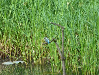 Common Kingfisher じゅん菜池緑地(蓴菜池緑地) Tue, 5/21/2024