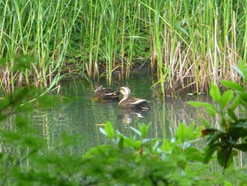 Eastern Spot-billed Duck じゅん菜池緑地(蓴菜池緑地) Tue, 5/21/2024