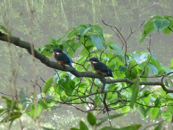 Common Kingfisher じゅん菜池緑地(蓴菜池緑地) Tue, 5/21/2024