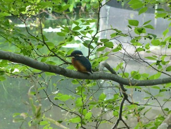 Common Kingfisher じゅん菜池緑地(蓴菜池緑地) Tue, 5/21/2024