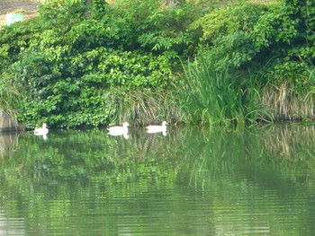 Domestic duck じゅん菜池緑地(蓴菜池緑地) Tue, 5/21/2024