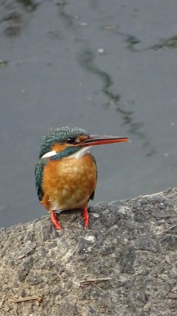 Tue, 5/21/2024 Birding report at 多摩川