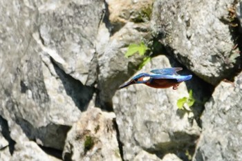 カワセミ 摂津峡 2024年5月11日(土)