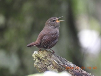 Eurasian Wren 段戸裏谷 Tue, 5/21/2024