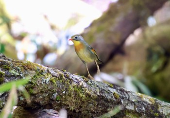 ソウシチョウ 山梨県甲州市 2024年5月18日(土)