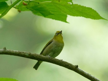 Warbling White-eye 横浜市立金沢自然公園 Tue, 5/21/2024