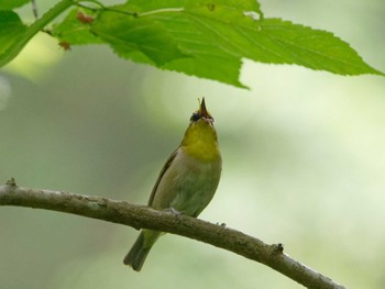 Warbling White-eye 横浜市立金沢自然公園 Tue, 5/21/2024