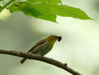 Warbling White-eye 横浜市立金沢自然公園 Tue, 5/21/2024