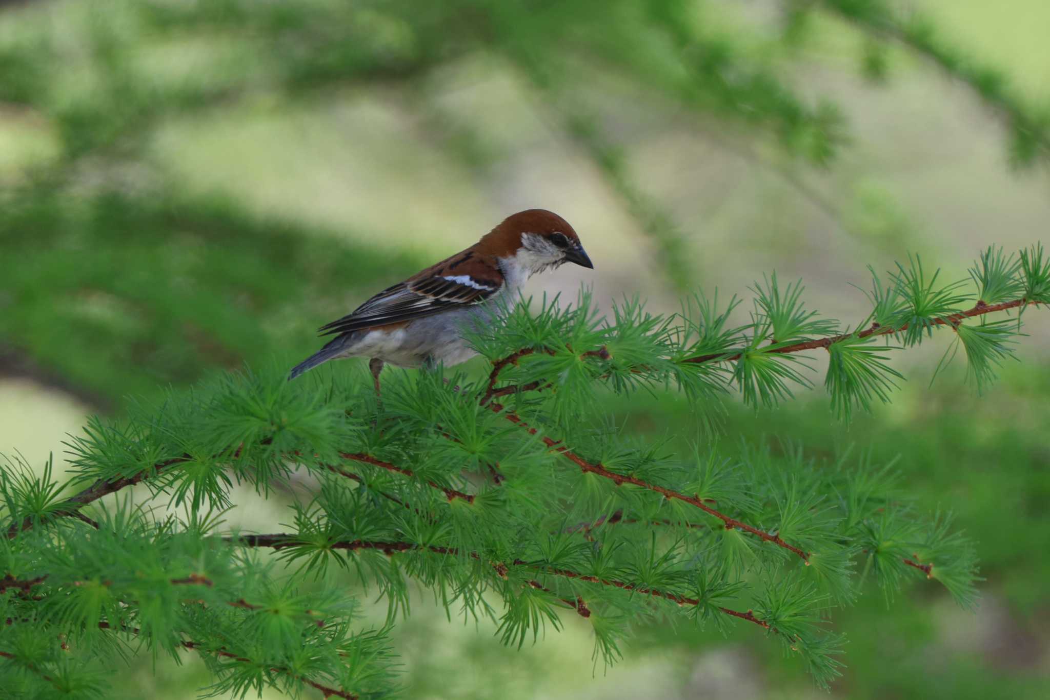 Russet Sparrow