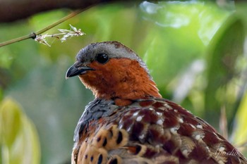 Chinese Bamboo Partridge 陣ヶ下渓谷 Sun, 5/12/2024