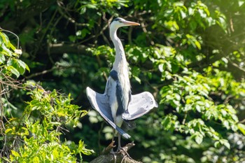 Grey Heron 神奈川県 Sat, 5/4/2024