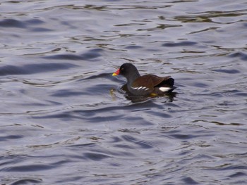 Common Moorhen Unknown Spots Tue, 1/8/2019