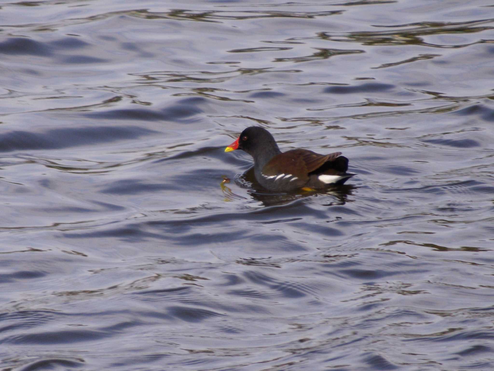 Photo of Common Moorhen at  by Rio T