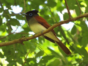 2024年5月19日(日) 見島の野鳥観察記録