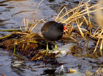 Common Moorhen 松原市 Tue, 1/8/2019