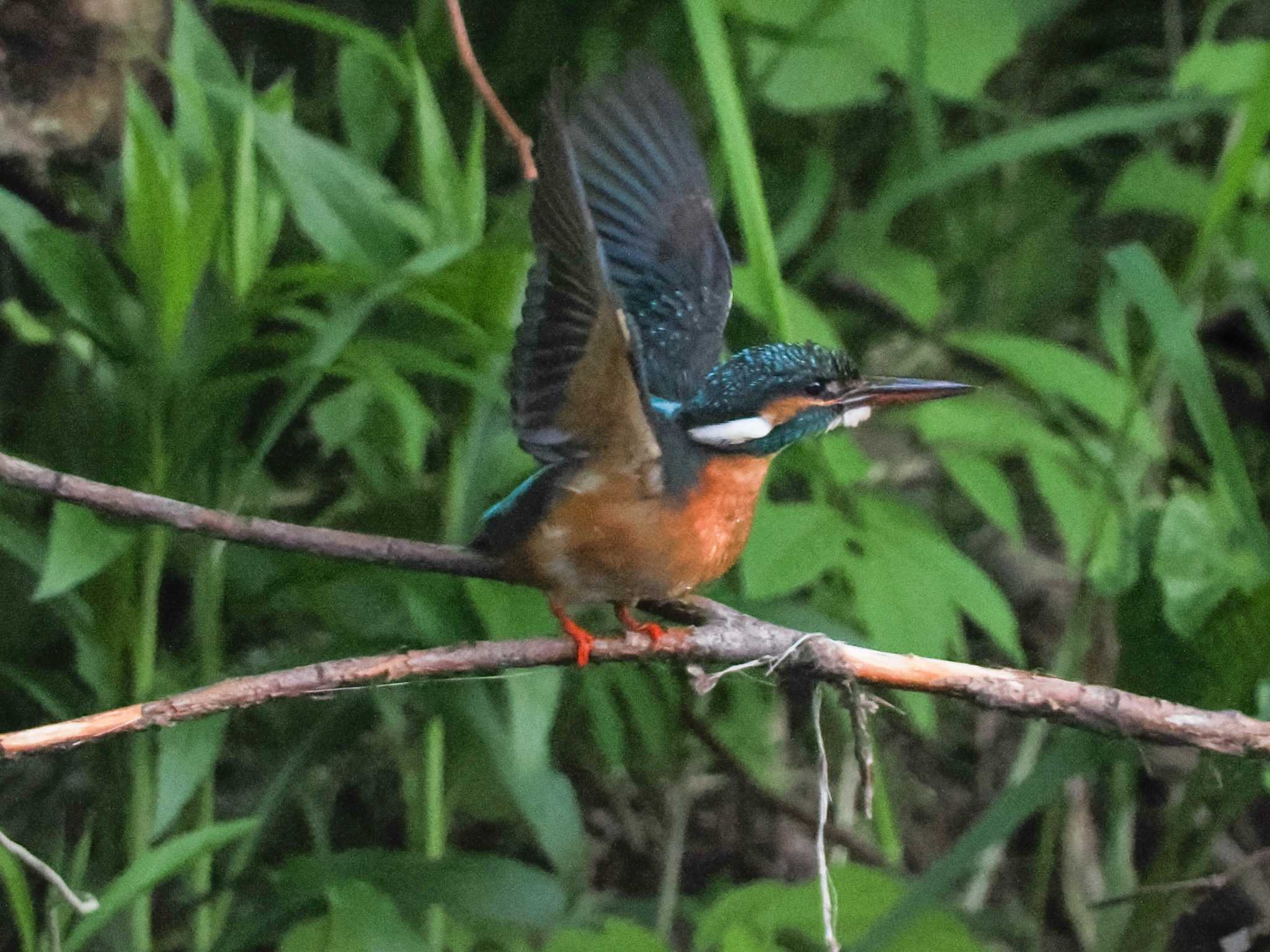 カワセミ