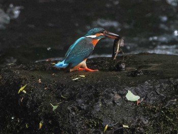 2024年5月21日(火) 福井緑地(札幌市西区)の野鳥観察記録