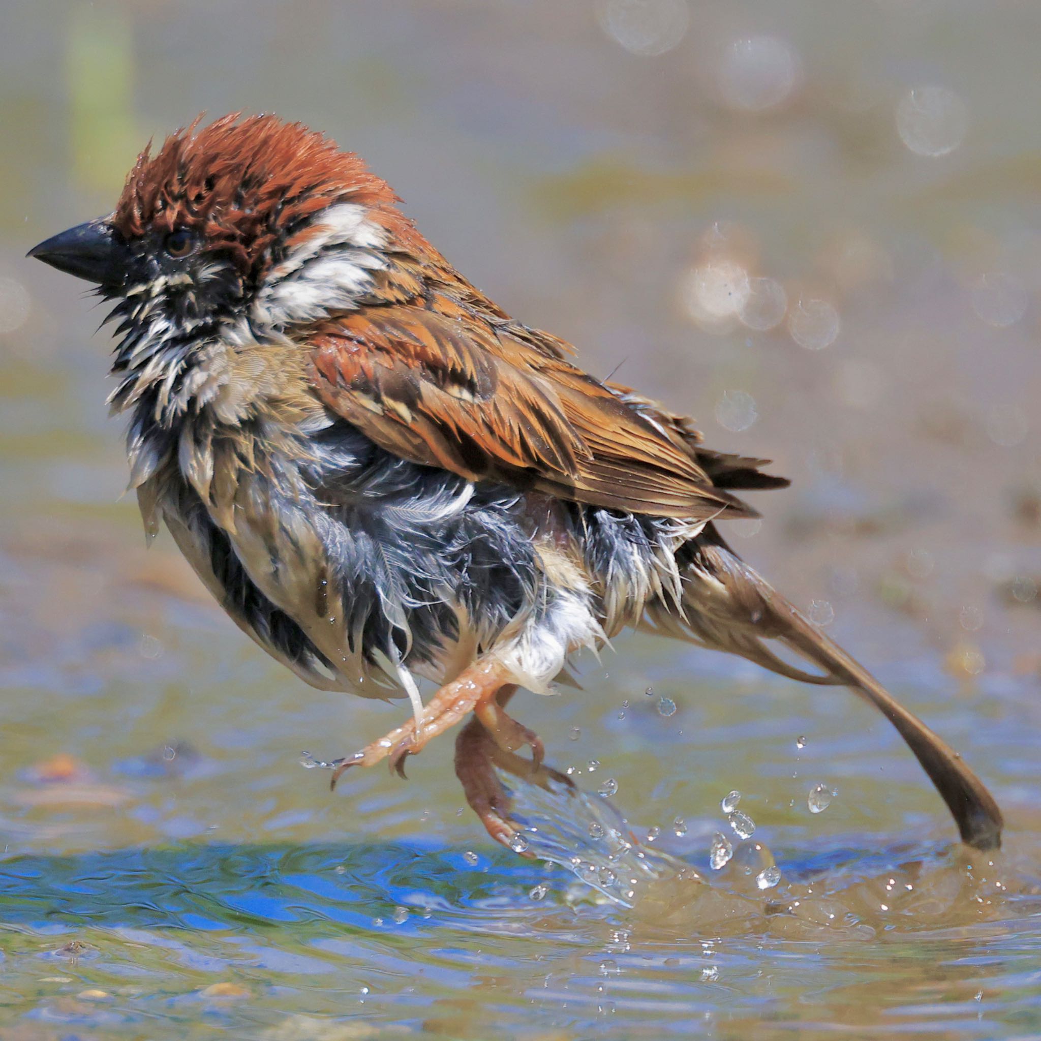 Photo of Eurasian Tree Sparrow at 