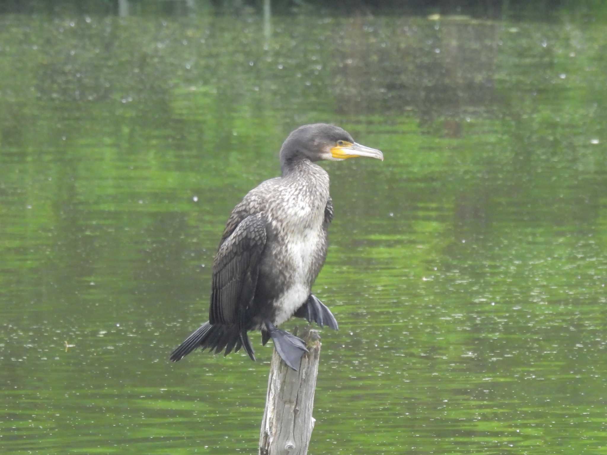 Photo of Great Cormorant at Mizumoto Park by ゆりかもめ