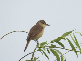 2024年5月19日(日) 水元公園の野鳥観察記録