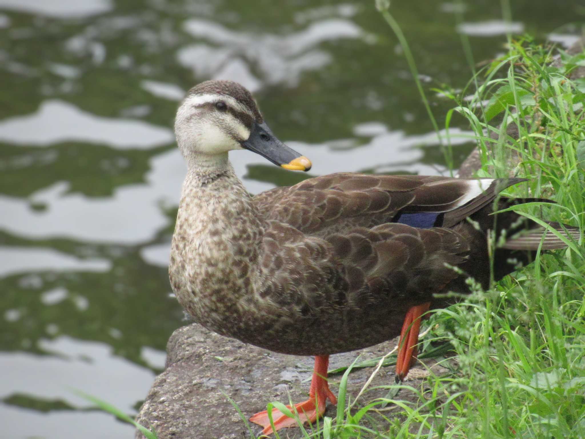 Photo of Eastern Spot-billed Duck at Showa Kinen Park