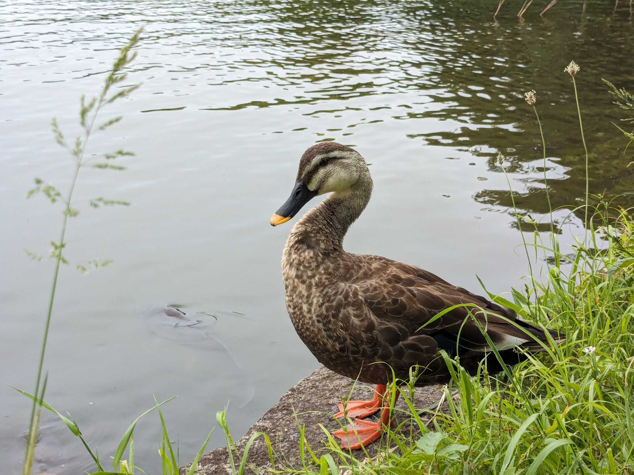 Photo of Eastern Spot-billed Duck at Showa Kinen Park