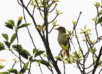 2024年5月21日(火) 平和の森公園、妙正寺川の野鳥観察記録