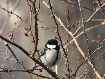 Japanese Tit 近所 Sat, 2/10/2024