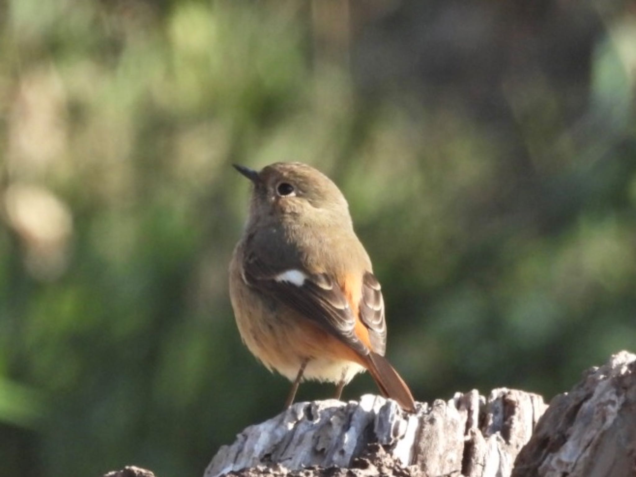 Photo of Daurian Redstart at 湘南平