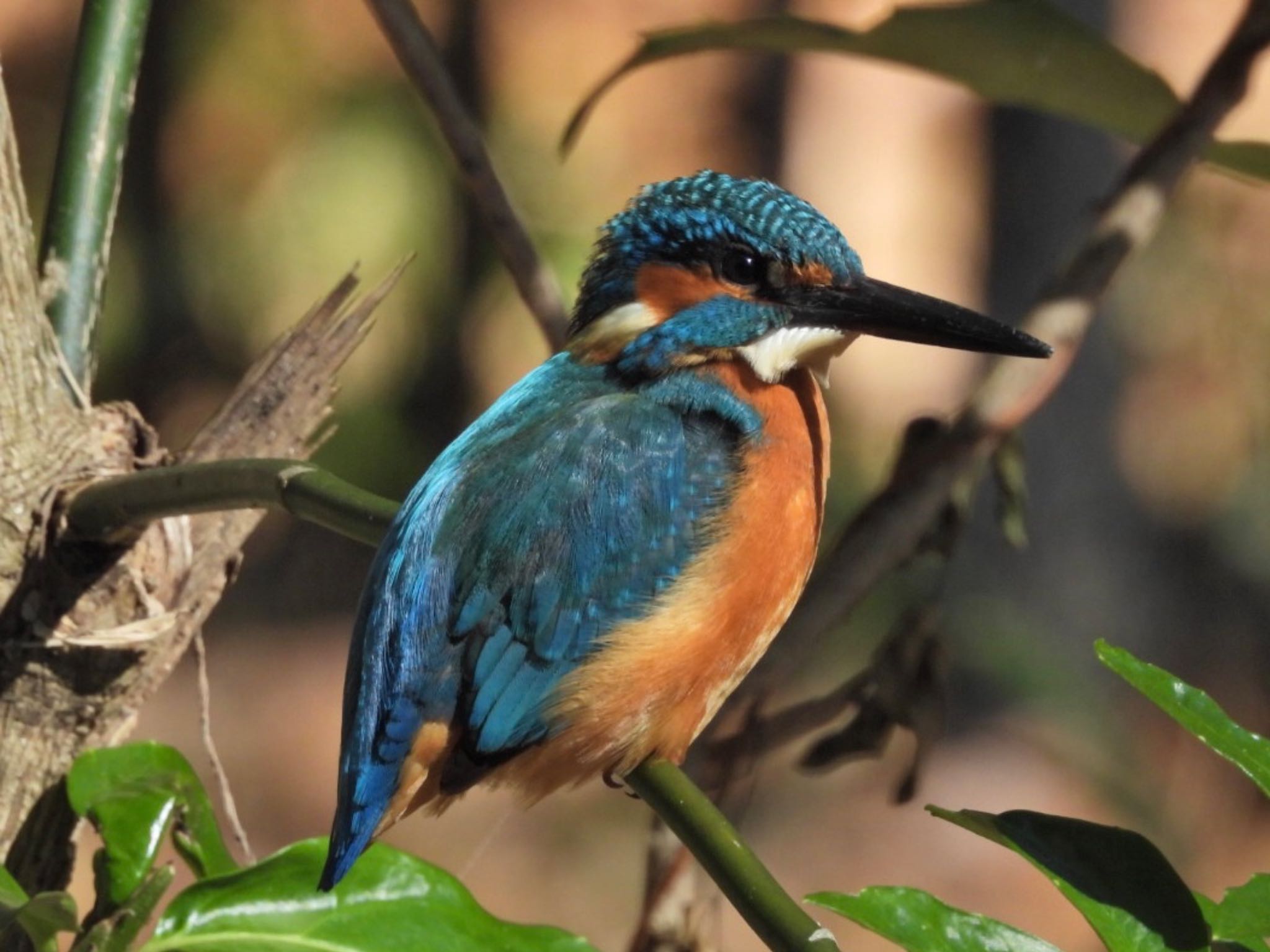 Photo of Common Kingfisher at Higashitakane Forest park
