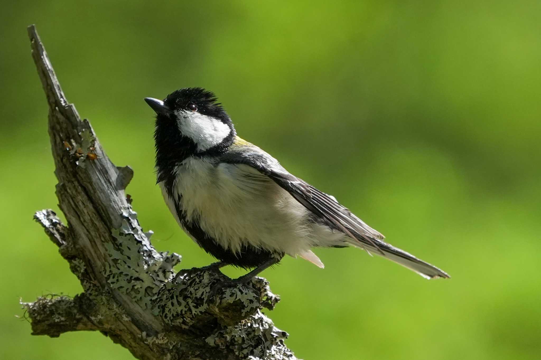 Photo of Japanese Tit at Senjogahara Marshland by 游智宇