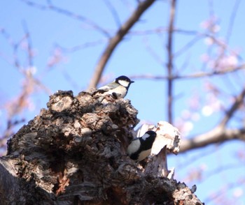 Japanese Tit Goryokaku Park Sat, 4/20/2024