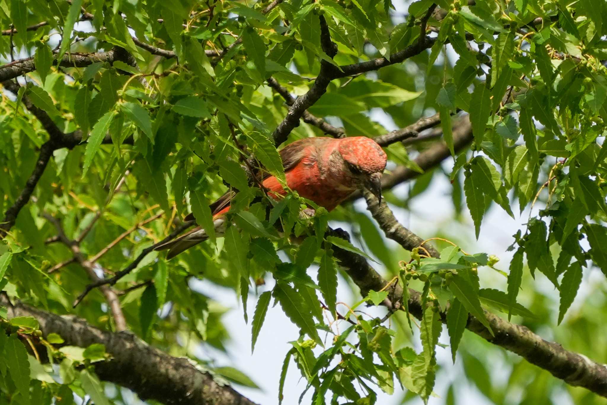 Photo of Red Crossbill at 鶴城